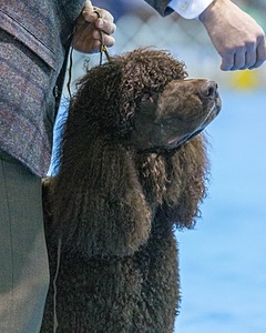 17 - GCH CH Quiet Storm My Boy's Wicked Smart  CGCA TKA (Bayes)