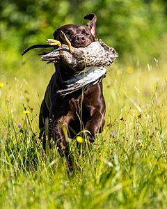 Goose Merrigan