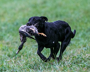 Piper