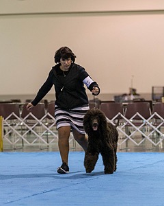 15 - GCH Am/Can CH Chantico's Shelter From the Storm Am/Can CD RN MX AJX OF DS (Reef)
