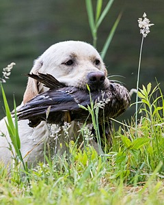 Goose