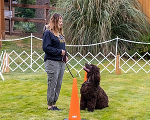 1741 - GCH CH BREKKON'S FIRST MARK CGC