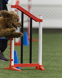Champ Soccodato