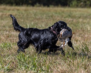 Dolly Partridge