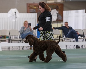 54 - GCH BREKKON BEGINS WITH BEAUFIELD