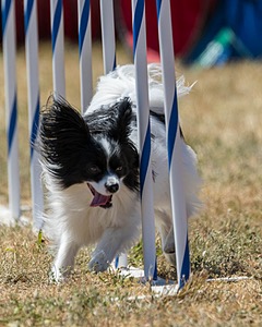 20160618-CCKC-1868.jpg