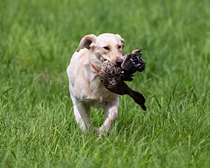 20170603-SHRL-0690.jpg