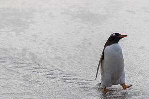 Gentoo Penguin, Bleaker Island, The Falklands