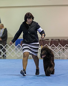 15 - GCH Am/Can CH Chantico's Shelter From the Storm Am/Can CD RN MX AJX OF DS (Reef)