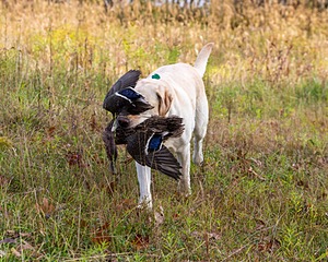 Meadowmere's Annisquam JH WC CGC (Annie)