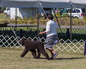 17 - GCH CHANTICO'S SHELTER FROM THE STORM RN XF MX CD RA AXJ (Reef)