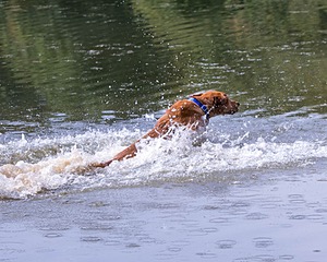 Chase