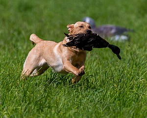 20170603-SHRL-1050.jpg