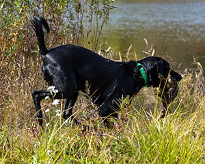 Stella Miles