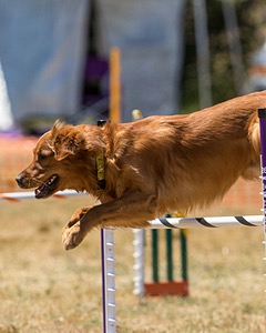 20160618-CCKC-1376.jpg