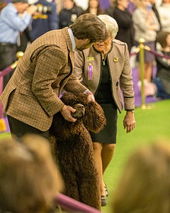 08 - GCH CH Quiet Storm My Boy's Wicked Smart CGCA TKA (Bayes)