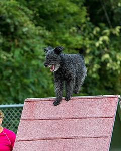 Frankie Barnum