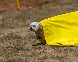 20160619-CCKC-1112.jpg
