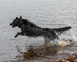 Splash