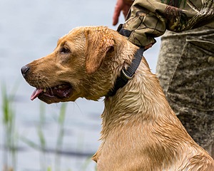 20170603-SHRW-1944.jpg