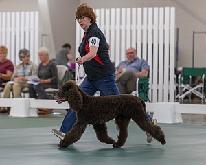 40 - GCH POOLE'S IDE BONNIE BROOK CD RE CGC (Bonnie)