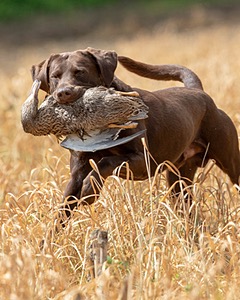 Otter Donlon