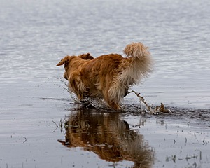 Lila