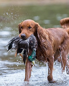 Tracker