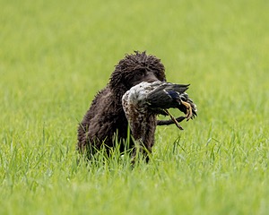 Ghillie Kezer