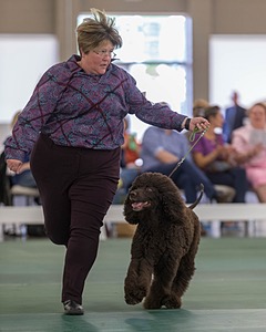 62 - GCH ALL GREEN WI' ENVY V ALPHA NORDIC CD RE DS RATN (Jade)
