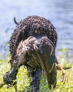 Ghillie Kezer