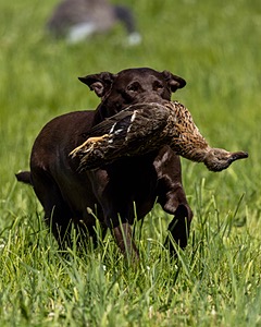 Molly CALLNAME HANDLER