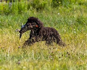 Ghillie Kezer