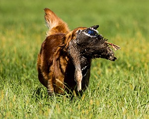 Scout Kulwich