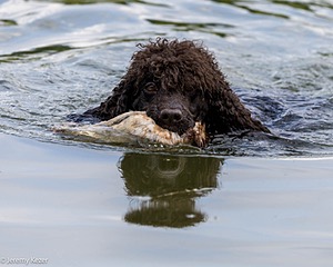 Ghillie