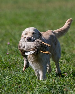 Chase