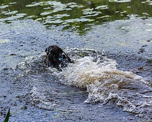 Ghillie Kezer