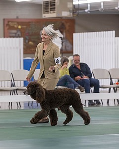 40 - GCH POOLE'S IDE BONNIE BROOK CD RE CGC (Bonnie)