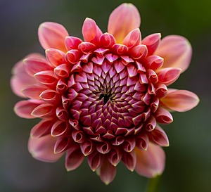 Dahlia, Massachusetts