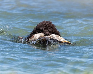 Ghillie
