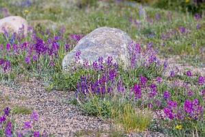 20200621-3020.jpg
