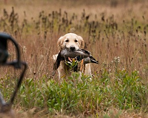 Ghillie
