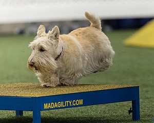 Monty Krapf