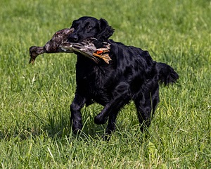Crusoe Kuchinos