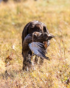 THELMA Foster