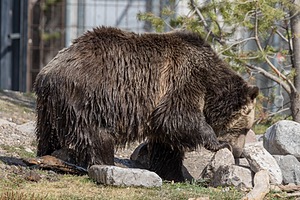 Grizzly & Wolf Discovery Center, West Yellowstone