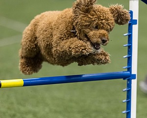 Champ Soccodato