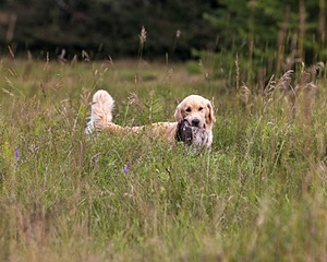 Meadow