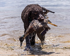 Ghillie