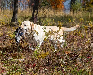 Meadowmere's Annisquam JH WC CGC (Annie)